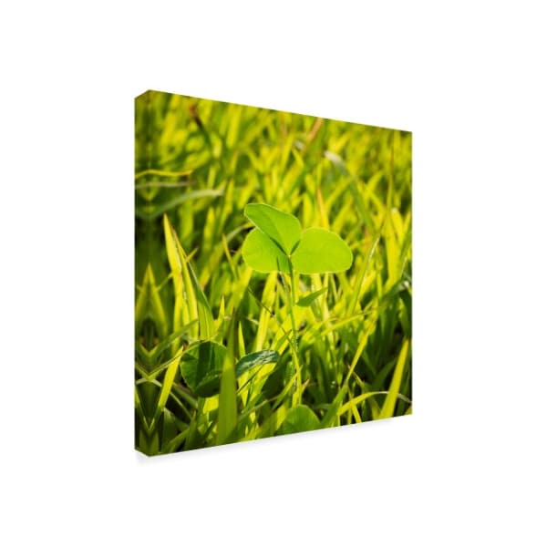 Brenda Petrella Photography Llc 'Clover In Sun' Canvas Art,18x18